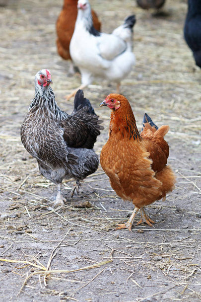 A csirkék a farm család  - Fotó, kép
