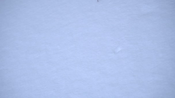 dívka v palčáky získává plnou náruč sněhu - Záběry, video