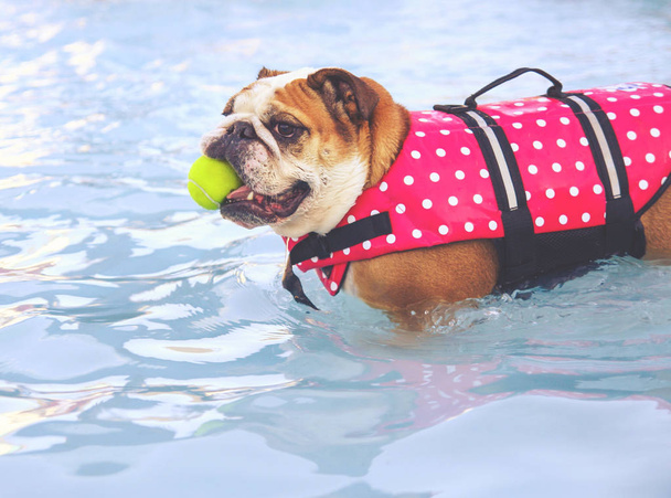 bulldog in a life vest with a tennis ball \ - Foto, afbeelding