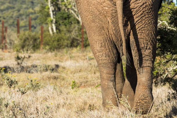 Avvicinamento di un sedere di Bush Elephant
 - Foto, immagini