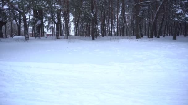 森の降雪。冬時間 - 映像、動画