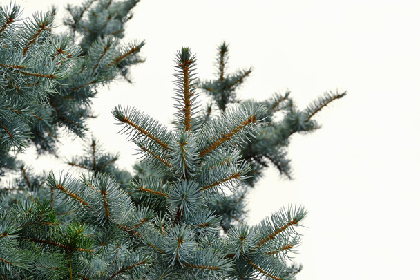 Siniset kuusen oksat valkoisella pohjalla (Picea pungens
) - Valokuva, kuva