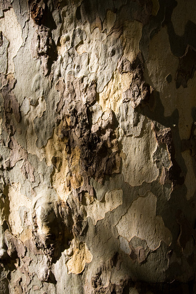 Plane-tree bark - Foto, Bild