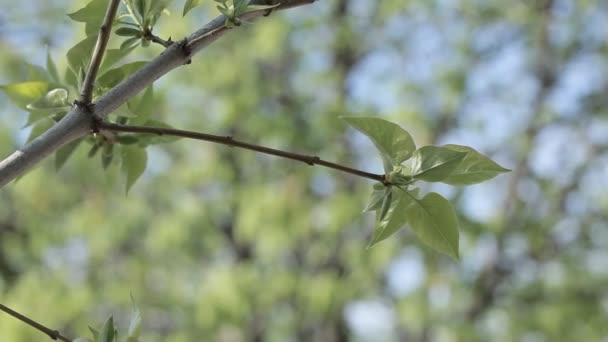 Green Foliage in Spring - Footage, Video