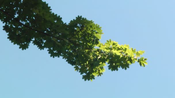 Hojas verdes en una rama - Imágenes, Vídeo