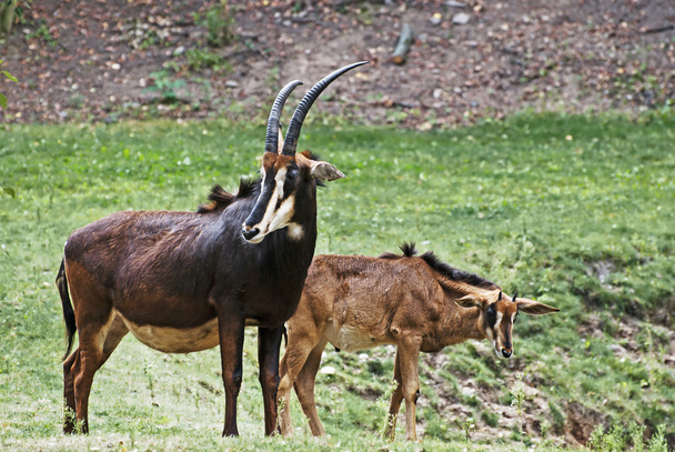 Sable antilope ritratto
 - Foto, immagini