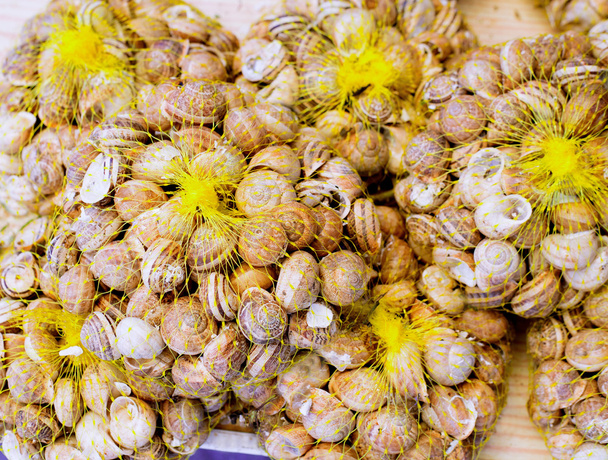 Mediterranean snails in yellow nets - Fotoğraf, Görsel