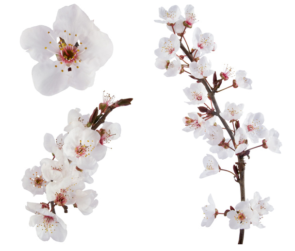δαμάσκηνο δέντρο λουλούδια. στοιχεία σχεδίασης που απομονώνονται σε λευκό. - Φωτογραφία, εικόνα