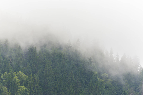 Mgły i chmur w lesie drzewa jodły w Alpach na wiosnę - Zdjęcie, obraz