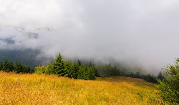 Sumua ja pilviä kuusen metsässä Alpeilla keväällä
 - Valokuva, kuva