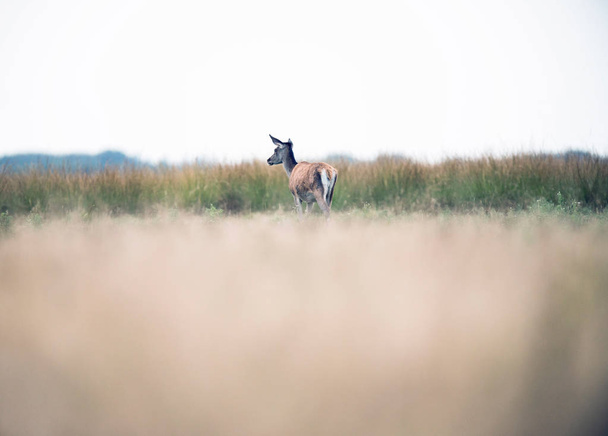 Red deer doe in field - Фото, зображення