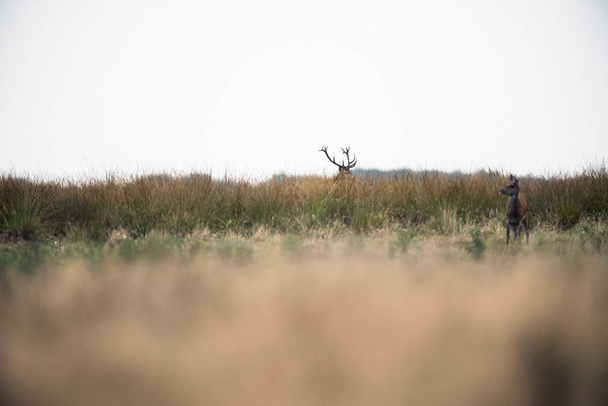 Cervo rosso cervo in piedi in erba
 - Foto, immagini