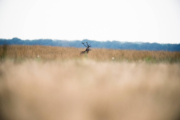 Cervo rosso in piedi in erba
 - Foto, immagini
