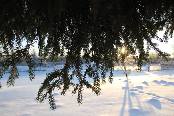 Green spruce dressed in snowdrifts. - Photo, Image