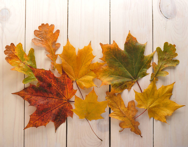 Žluté podzimní listí javoru s červenými šípky - Fotografie, Obrázek