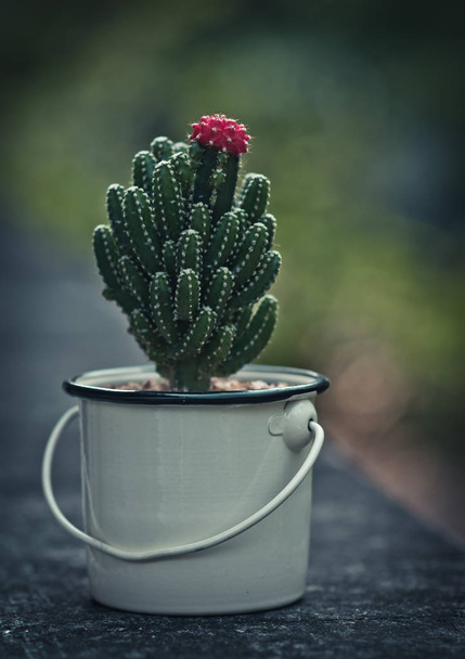 Nice cactus with pink flower - Фото, изображение