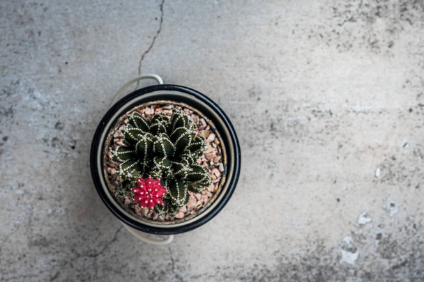 Nice cactus with pink flower, Top view - Valokuva, kuva