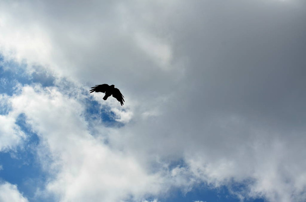 Літаюча чорна ворона між небом і землею
 - Фото, зображення