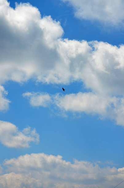 Cuervo negro volador entre el cielo y la tierra
 - Foto, Imagen