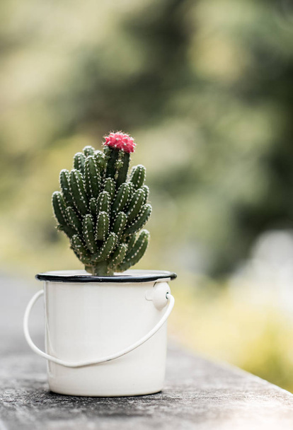 Nice cactus with pink flower - Foto, afbeelding