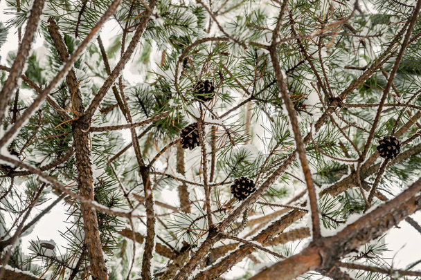 snow pine branches with cones view up - Photo, Image