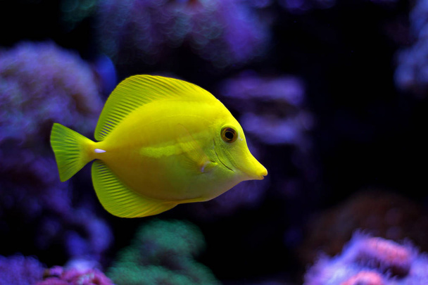 Желтохвостая рыба
  - Фото, изображение