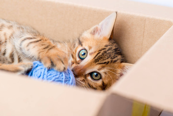 portrait of a kitten with a ball from the box closeup - Fotó, kép
