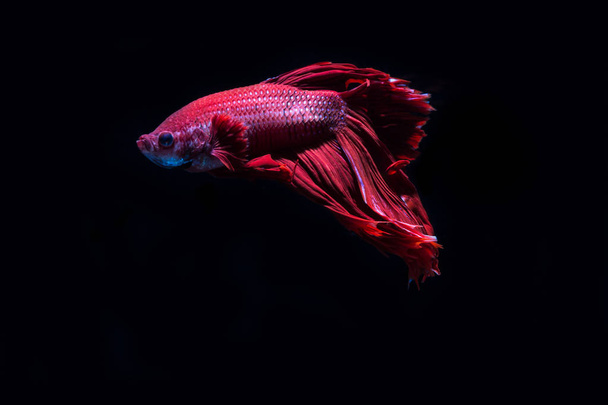 Betta fish, pesce siamese da combattimento, betta splendens sul dorso nero
 - Foto, immagini