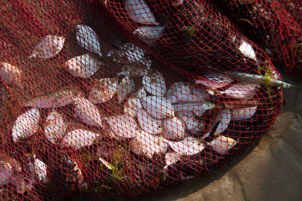 Redes de peixes cheias de capturas
 - Foto, Imagem