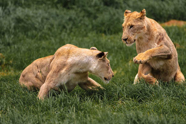 Гра молодими левиці
 - Фото, зображення