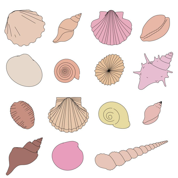2d cartoon illustration of shells set - Foto, afbeelding