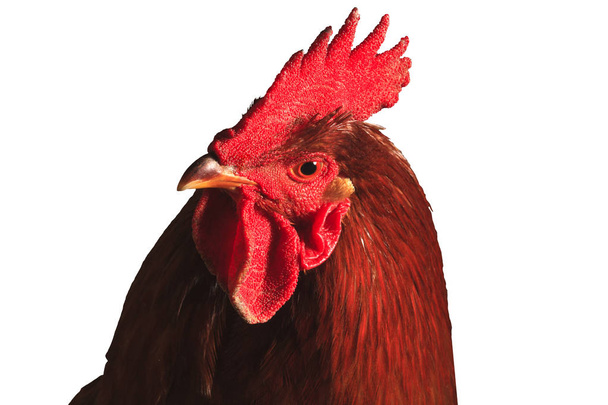 Portrait of red rooster isolated on white - Photo, Image