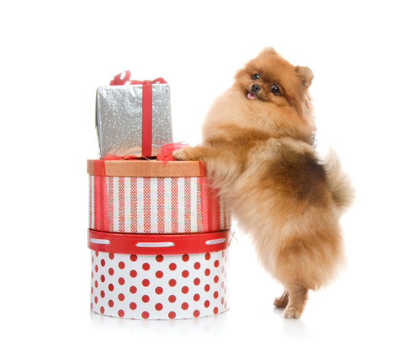 spitz, pommerscher Hund mit Geschenkschachteln im Atelier auf weißem Hintergrund - Foto, Bild