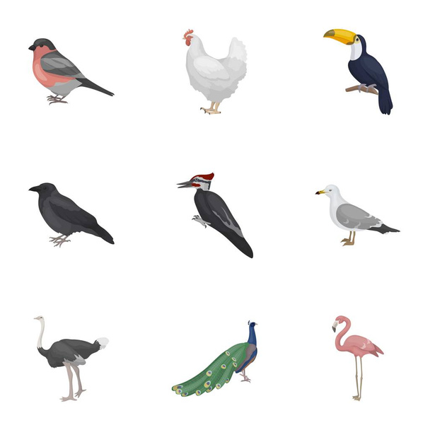 Vogel instellen pictogrammen in cartoon stijl Grote verzameling vogel vector symbool stock illustratie - Vector, afbeelding