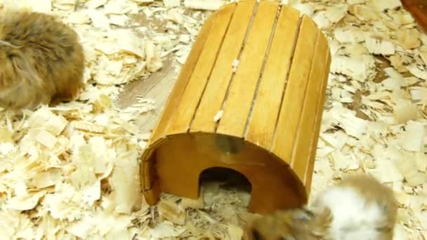 Altın hamster ya da Suriye hamster (Mesocricetus hava) Altfamilya Cricetinae, hamster üyesidir. Suriye hamster esir bred kez evcil hayvan olarak tutulur. - Video, Çekim