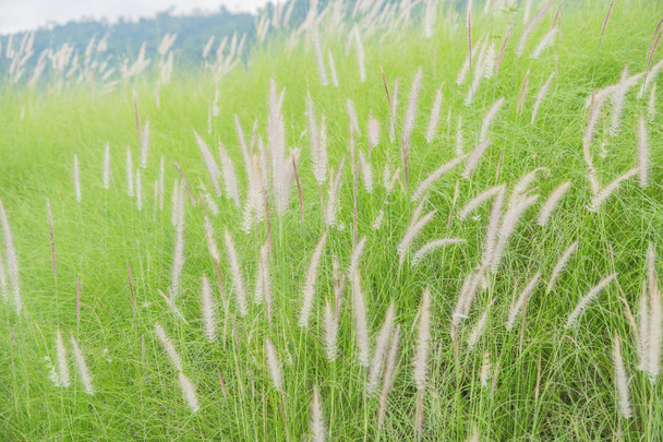 Flowering grass bending in the wind against the sky. - Photo, Image
