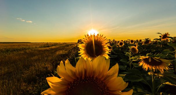 Sonnenblumen im ländlichen Raum, profiliert auf hellem Sonnenlicht - Foto, Bild