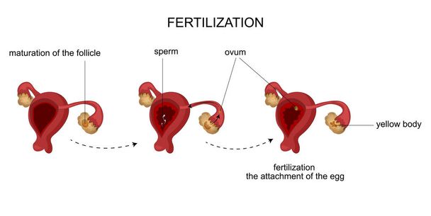 женские репродуктивные органы. Менструальный цикл
. - Вектор,изображение