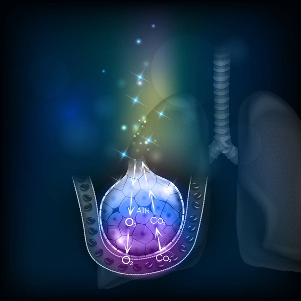 Alveoller bir solunum sistemi parçası. Akciğer siluet, - Vektör, Görsel