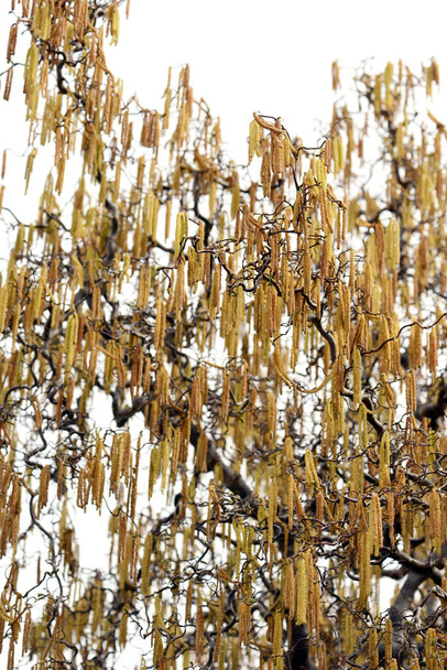 дерево Хейзел з катукінс. (Corylus авельяна) - Фото, зображення
