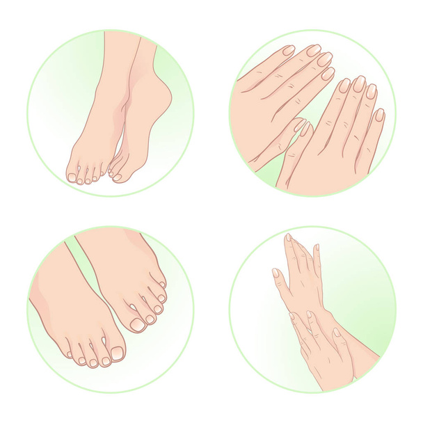Belles mains et pieds féminins, manucure et pédicure. Ensemble de soins du corps illustration vectorielle
 - Vecteur, image