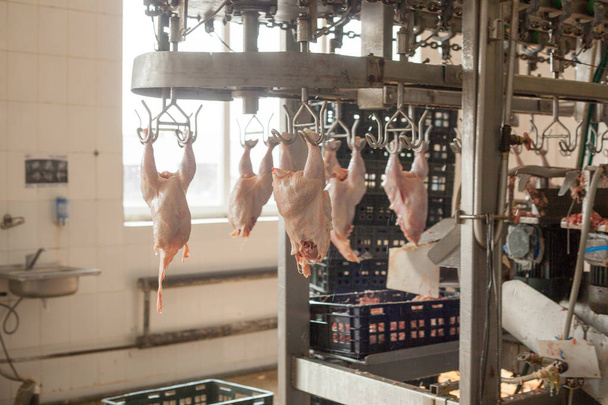 Fabrik für die Produktion von Hühnerfleisch. technologische Verfahren. - Foto, Bild