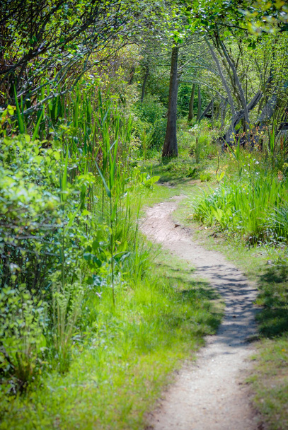Dromerige pad door het bos - Foto, afbeelding