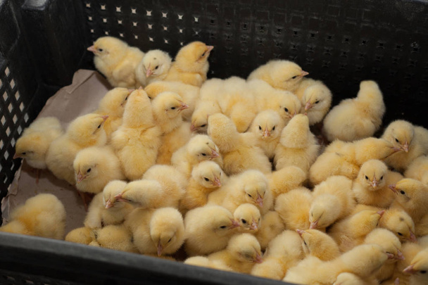 küçük civciv tarım çiftliğinde bir kutu içinde bir sürü   - Fotoğraf, Görsel