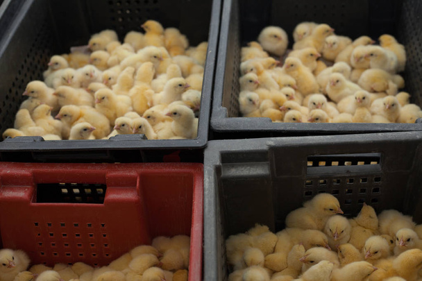 un sacco di pulcini in una scatola presso l'azienda agricola
   - Foto, immagini