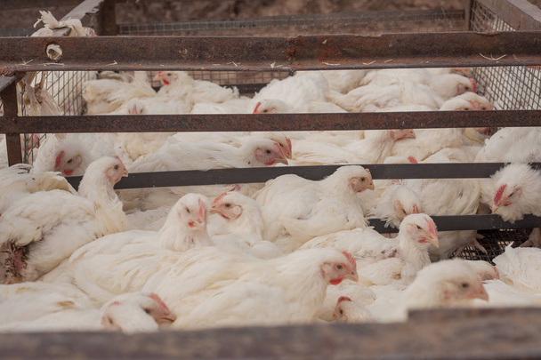 Φάρμα πουλερικών. Κοτόπουλα κρεατοπαραγωγής σε ένα κλουβί. - Φωτογραφία, εικόνα