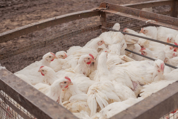 Φάρμα πουλερικών. Κοτόπουλα κρεατοπαραγωγής σε ένα κλουβί. - Φωτογραφία, εικόνα