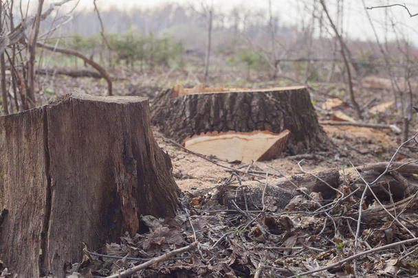 illegal felling of trees in the forest. ecology concept. - Foto, afbeelding