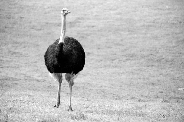  in south africa     wildlife  nature  reserve and   ostrich - Photo, Image