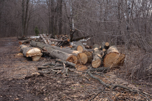 illegaal kappen van bomen in het bos. ecologie concept. - Foto, afbeelding